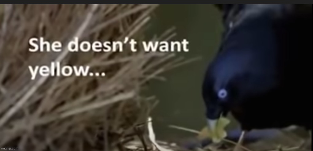 XDDDDD | made w/ Imgflip meme maker