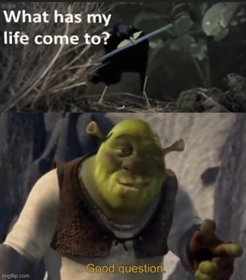 image tagged in what has my life come to,shrek good question | made w/ Imgflip meme maker