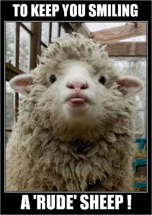 A Sheep Blowing Raspberries ! | TO KEEP YOU SMILING; A 'RUDE' SHEEP ! | image tagged in smile,sheep | made w/ Imgflip meme maker