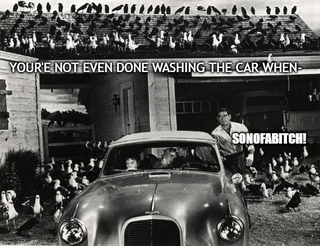 Happens Every Time |  YOUR'E NOT EVEN DONE WASHING THE CAR WHEN-; SONOFABITCH! | image tagged in car,wash,birds,poop | made w/ Imgflip meme maker