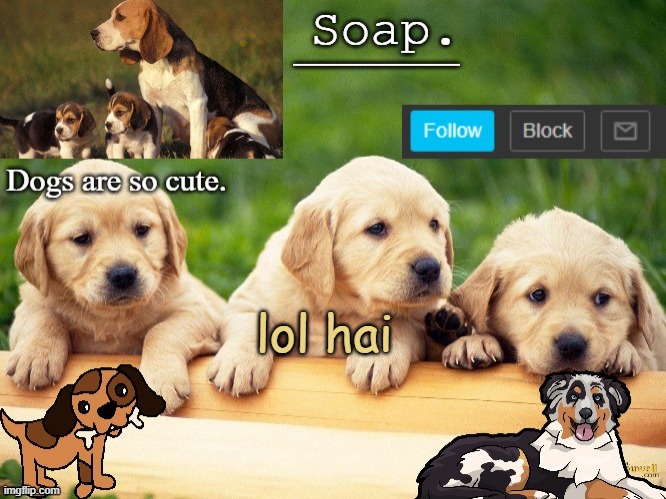 Soap doggo temp | lol hai | image tagged in soap doggo temp ty yachi | made w/ Imgflip meme maker