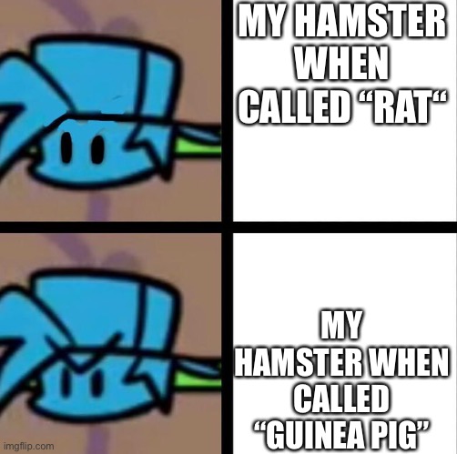 Mr hamster don’t do a rap battle | MY HAMSTER WHEN CALLED “RAT“; MY HAMSTER WHEN CALLED “GUINEA PIG” | image tagged in fnf | made w/ Imgflip meme maker