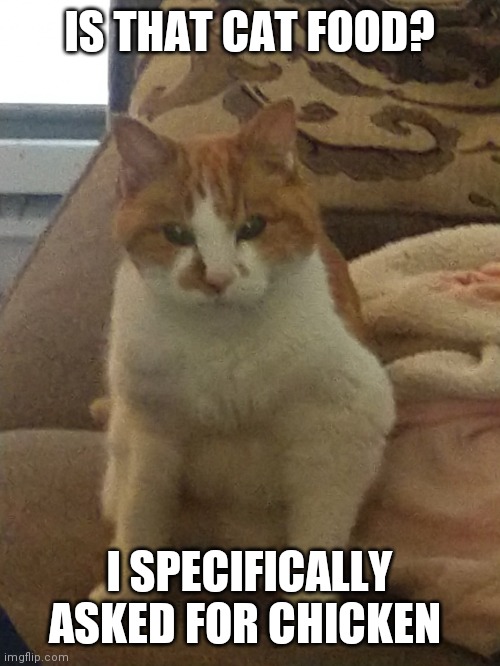 Judgemental cat | IS THAT CAT FOOD? I SPECIFICALLY ASKED FOR CHICKEN | image tagged in judgemental cat | made w/ Imgflip meme maker