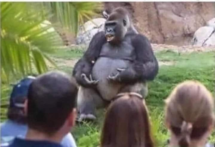 High Quality Gorilla: gorilla talks Blank Meme Template