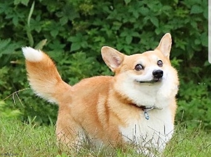 OK Boomer Corgi | image tagged in ok boomer corgi | made w/ Imgflip meme maker