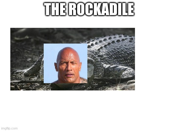 Next time i see a Crocodile im not gonna be scared im just gonna laugh | THE ROCKADILE | image tagged in blank white template | made w/ Imgflip meme maker