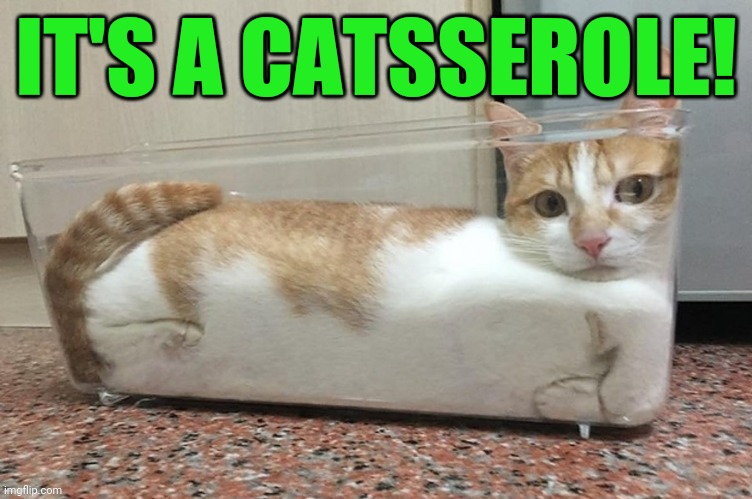 Are you hungry? | IT'S A CATSSEROLE! | image tagged in cats,memes,funny memes | made w/ Imgflip meme maker