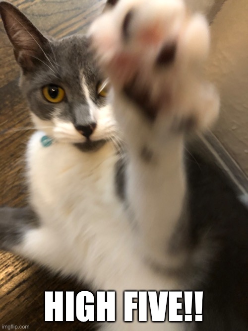 High Five! | HIGH FIVE!! | image tagged in funny cat memes | made w/ Imgflip meme maker