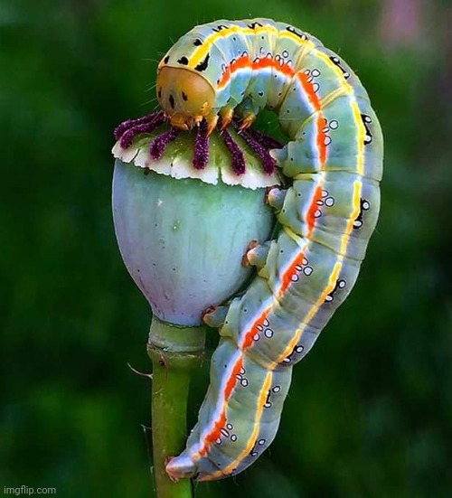 Caterpillar on opium poppy | image tagged in caterpillar,poppy,beautiful nature,awsome pic | made w/ Imgflip meme maker