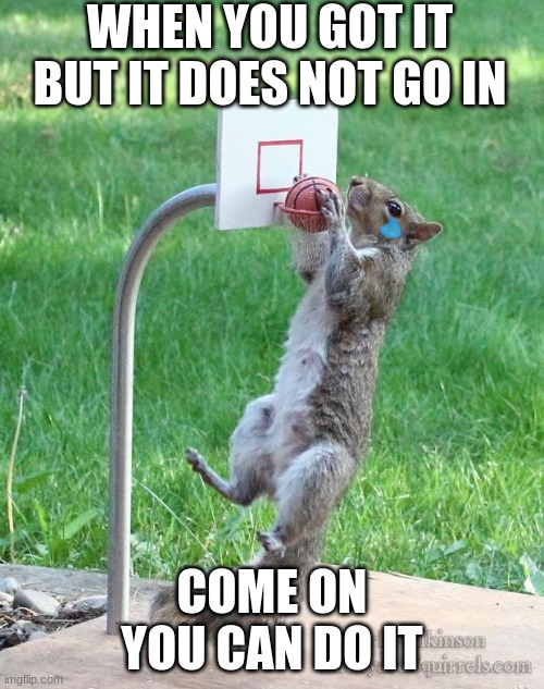 you can make it | WHEN YOU GOT IT BUT IT DOES NOT GO IN; COME ON YOU CAN DO IT | image tagged in squirrel basketball | made w/ Imgflip meme maker