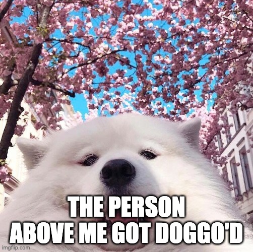 chonker | THE PERSON ABOVE ME GOT DOGGO'D | image tagged in chonker | made w/ Imgflip meme maker