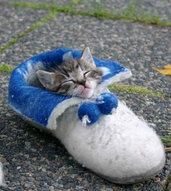 image tagged in cats,animals,kittens