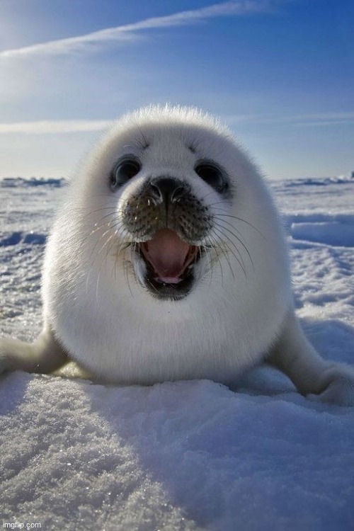 seal pog seal pog | image tagged in bottom text | made w/ Imgflip meme maker