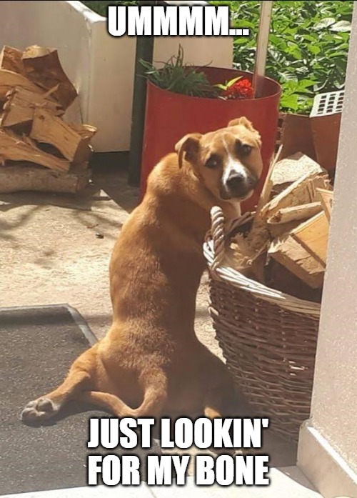 UMMMM... JUST LOOKIN' FOR MY BONE | image tagged in memes,dogs | made w/ Imgflip meme maker