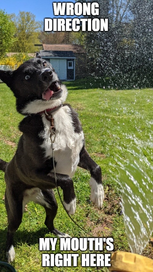 WRONG DIRECTION; MY MOUTH'S RIGHT HERE | image tagged in memes,dogs | made w/ Imgflip meme maker