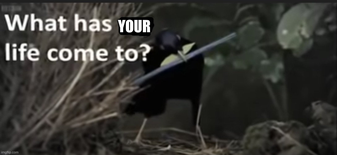 What has my life come to? | YOUR | image tagged in what has my life come to | made w/ Imgflip meme maker