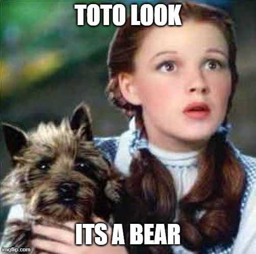 dorothy | TOTO LOOK ITS A BEAR | image tagged in dorothy | made w/ Imgflip meme maker