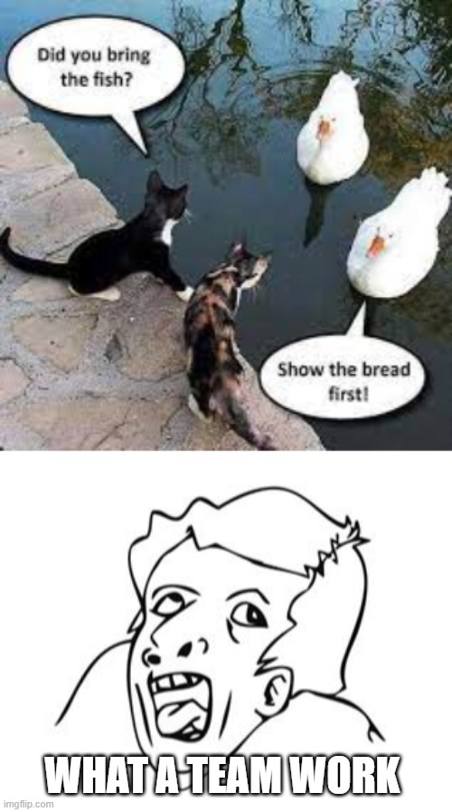 Cats are getting smarter | WHAT A TEAM WORK | image tagged in genius,cats | made w/ Imgflip meme maker