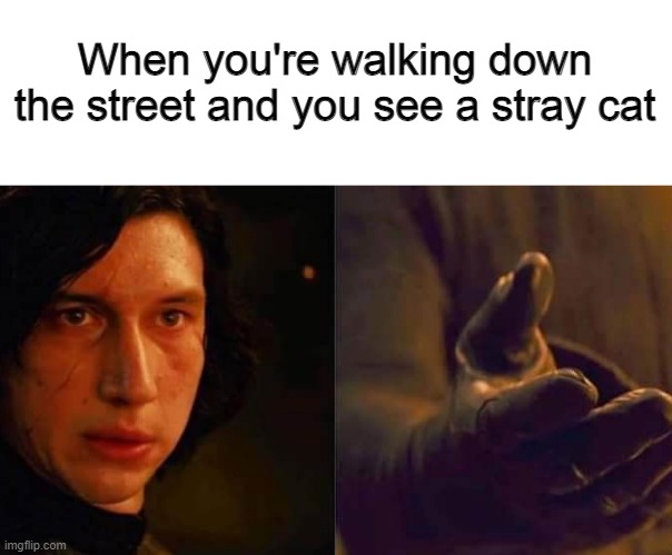 When you're walking down the street and you see a stray cat | image tagged in cat | made w/ Imgflip meme maker