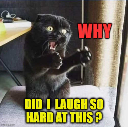 ◄► Reaction with much laughter | WHY DID  I  LAUGH SO
HARD AT THIS ? | image tagged in but why cat,comments,reaction | made w/ Imgflip meme maker