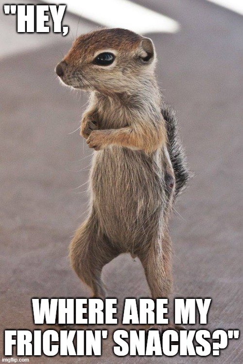 Funny cute squirrel with an attitude - "Hey, where are my frickin' snacks?" | "HEY, WHERE ARE MY FRICKIN' SNACKS?" | image tagged in humor,funny animals,funny,cute animals,squirrel,squirrel week | made w/ Imgflip meme maker