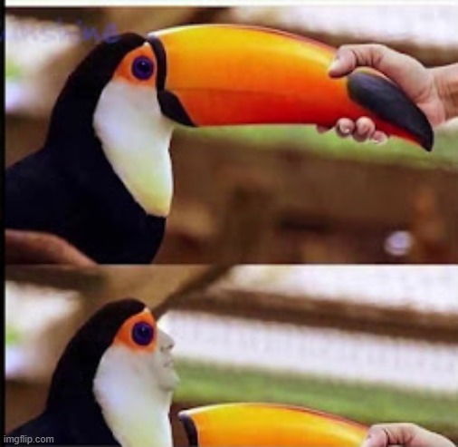 The penguins  have been deceiving us all these years | image tagged in funny memes | made w/ Imgflip meme maker