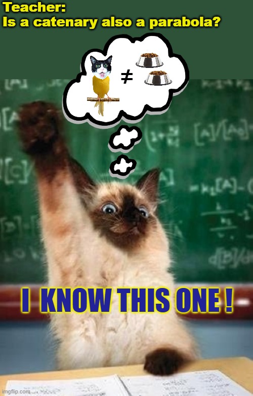 Cat algebra: high school edition |  Teacher:
Is a catenary also a parabola? =; /; I  KNOW THIS ONE ! | image tagged in answer cat,algebra,math,cats,classroom,school | made w/ Imgflip meme maker
