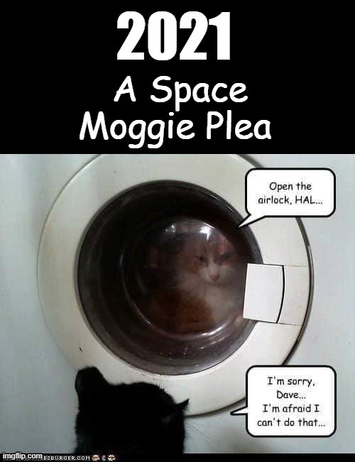 Space Moggie Plea | image tagged in 2021 | made w/ Imgflip meme maker
