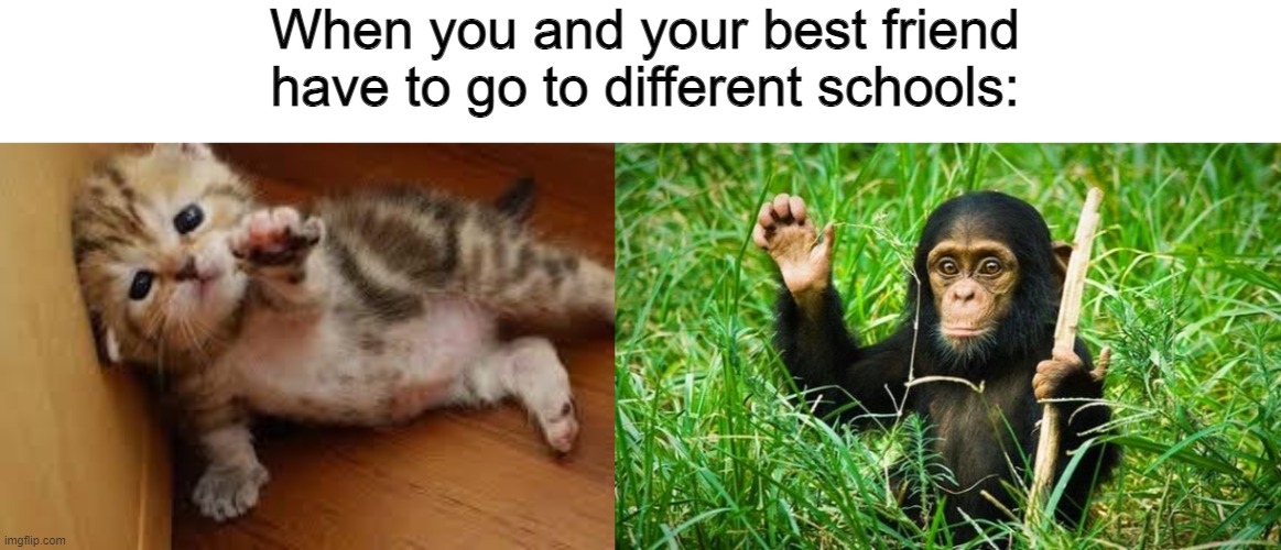 So long, partner... | When you and your best friend have to go to different schools: | image tagged in sad kitten goodbye,goodbye,memes,funny,sad,best friends | made w/ Imgflip meme maker