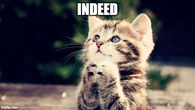 Cute kitten | INDEED | image tagged in cute kitten | made w/ Imgflip meme maker