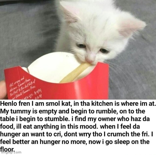 I hear these types of memes are getting a little more popular | image tagged in cat,french fries | made w/ Imgflip meme maker