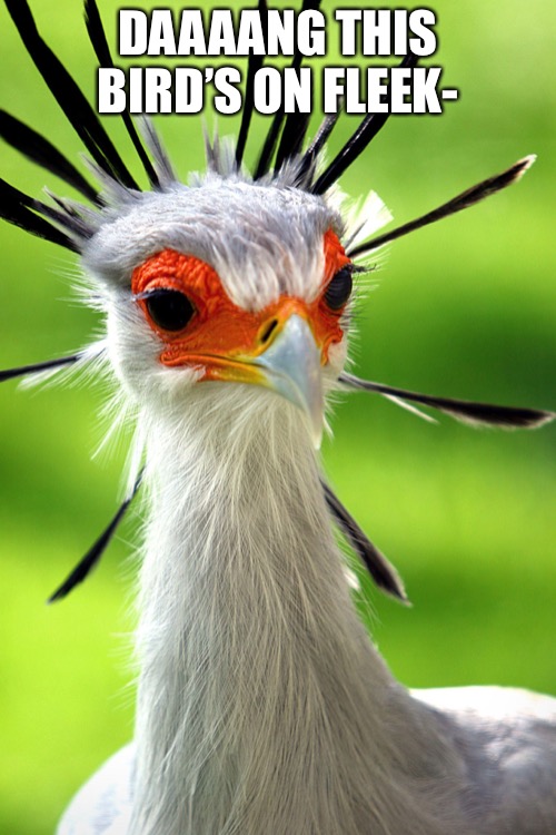 Secretary Bird. | DAAAANG THIS BIRD’S ON FLEEK- | made w/ Imgflip meme maker