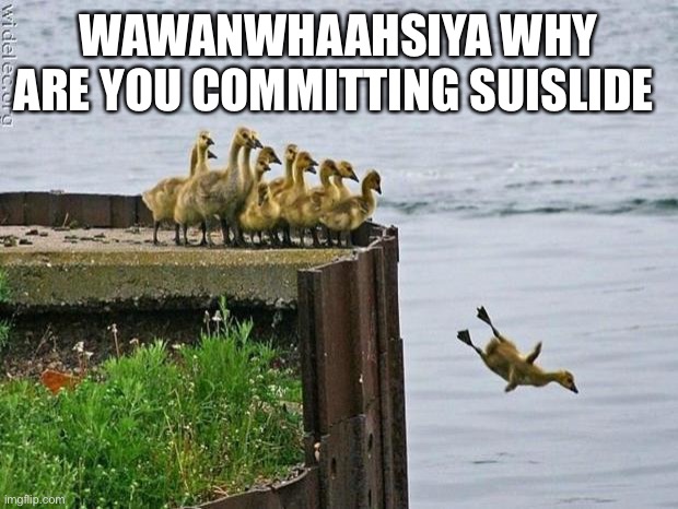 baby ducks | WAWANWHAAHSIYA WHY ARE YOU COMMITTING SUISLIDE | image tagged in baby ducks | made w/ Imgflip meme maker