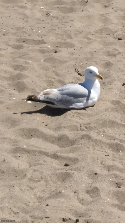 Been to the beach today, took pictures and decided to share this gull pic... | image tagged in annoying seagulls,seagulls,day at the beach | made w/ Imgflip meme maker