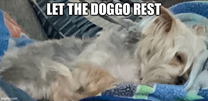 Doggo sleepy | LET THE DOGGO REST | image tagged in dog,cute,sleep | made w/ Imgflip meme maker