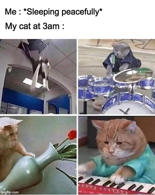 I don't have a cat, but I do have friends with stories... | Me : *Sleeping peacefully*; My cat at 3am : | image tagged in memes,lol,cats,funny,3am,lol so funny | made w/ Imgflip meme maker