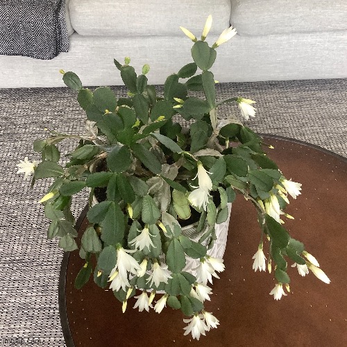 a finally flowering christmas cactus at my place. Very pretty! | image tagged in share your own photos,shareyourownphotos,share,your,own,photos | made w/ Imgflip meme maker