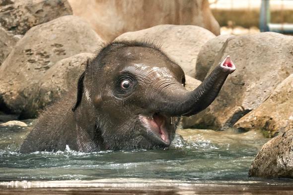 Elephant happy baby in water Blank Meme Template