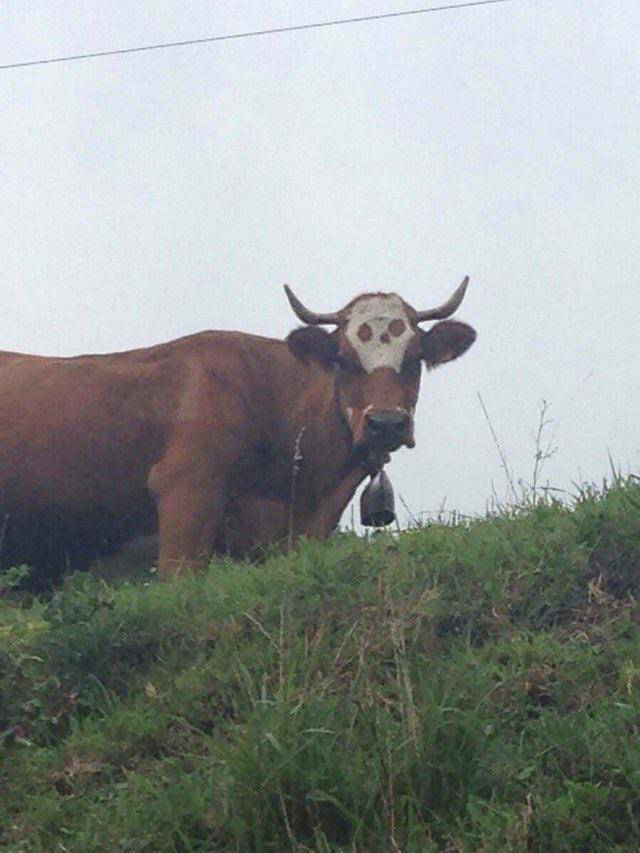 Cow with skull pattern Blank Meme Template