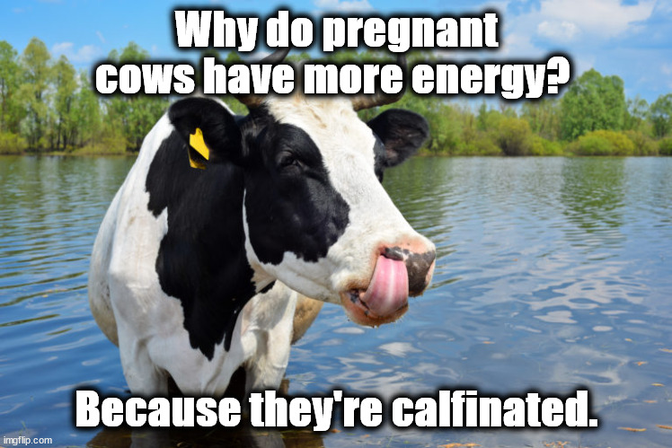 cow | Why do pregnant cows have more energy? Because they're calfinated. | image tagged in cow | made w/ Imgflip meme maker