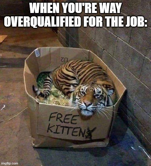 Free Kitten | WHEN YOU'RE WAY OVERQUALIFIED FOR THE JOB: | image tagged in free kitten | made w/ Imgflip meme maker