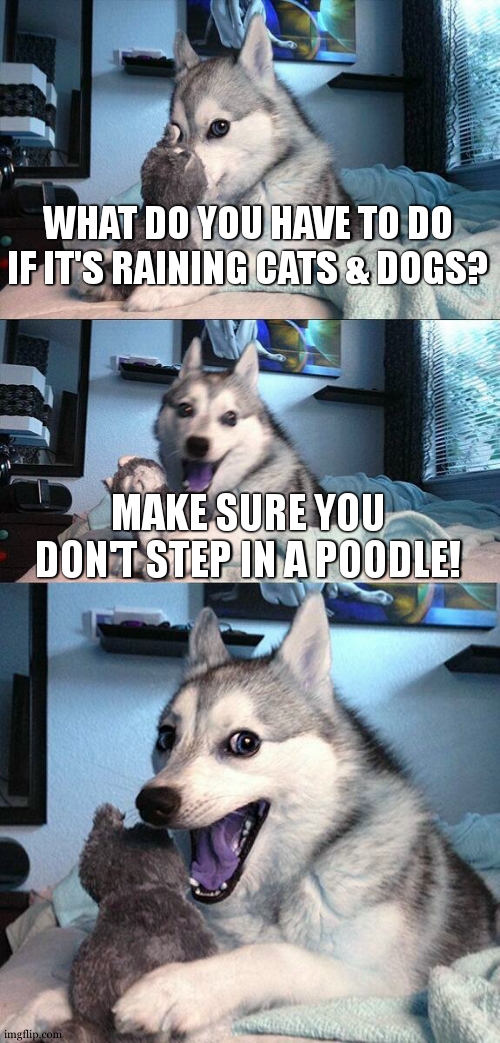 badum tsssssssssss (mod note: this got me laughing real hard) | WHAT DO YOU HAVE TO DO IF IT'S RAINING CATS & DOGS? MAKE SURE YOU DON'T STEP IN A POODLE! | image tagged in memes,bad pun dog,dad joke | made w/ Imgflip meme maker