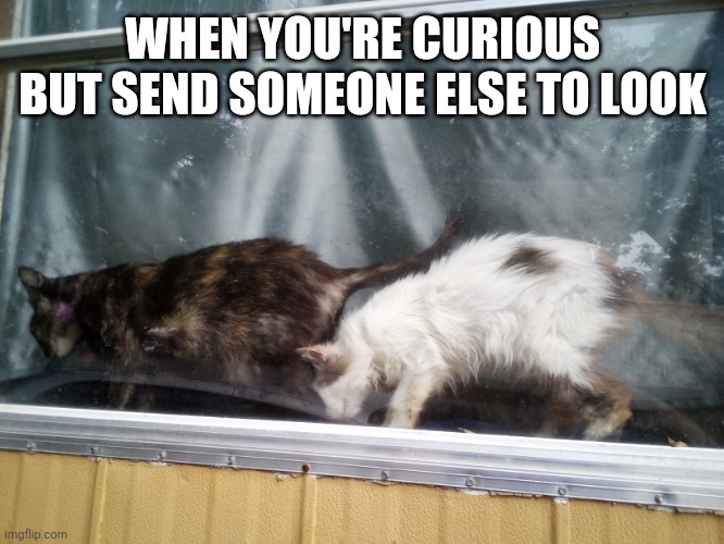 Queen Little Bit sending Tempest to investigate | WHEN YOU'RE CURIOUS BUT SEND SOMEONE ELSE TO LOOK | image tagged in queen little bit,dwarf cat,cat,cute | made w/ Imgflip meme maker