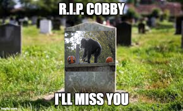 Cobby died ;-; | R.I.P. COBBY; I'LL MISS YOU | image tagged in grave stone,cobby the chimp | made w/ Imgflip meme maker