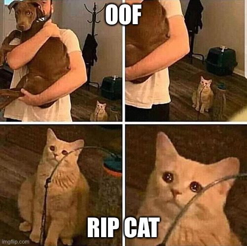 It hurts in my meow | OOF; RIP CAT | image tagged in it hurts in my meow | made w/ Imgflip meme maker