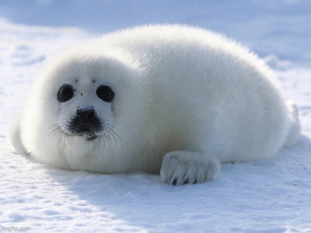 Idc what animal you like, harp seal is better. | made w/ Imgflip meme maker
