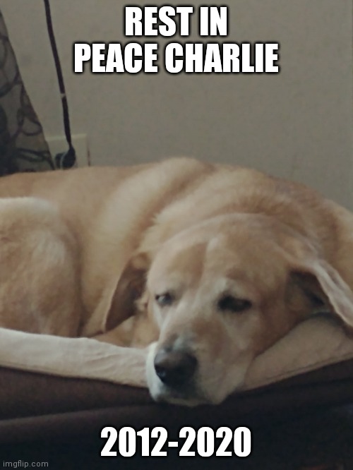 REST IN PEACE CHARLIE; 2012-2020 | made w/ Imgflip meme maker