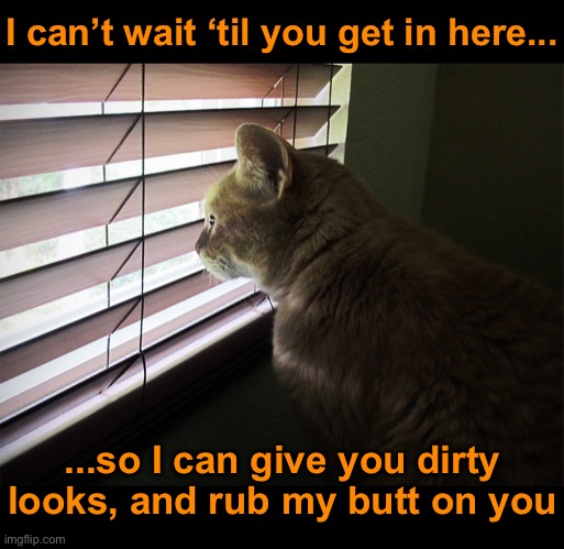 Gone All Day, You Will Pay | I can’t wait ‘til you get in here... ...so I can give you dirty looks, and rub my butt on you | image tagged in funny memes,funny cat memes | made w/ Imgflip meme maker