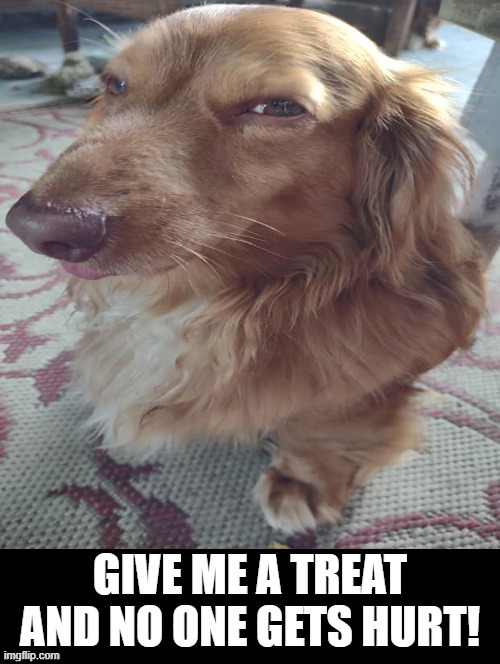 Give me a treat! | GIVE ME A TREAT AND NO ONE GETS HURT! | image tagged in dog | made w/ Imgflip meme maker