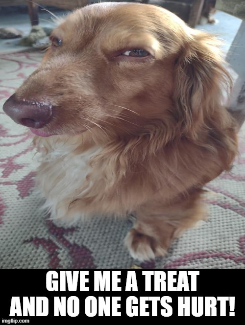 Give me a treat! | image tagged in dog | made w/ Imgflip meme maker